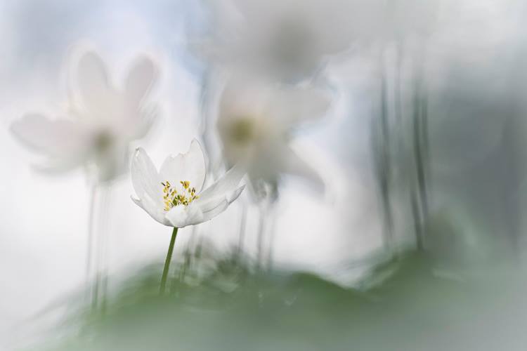 Makrofotografie-Blume