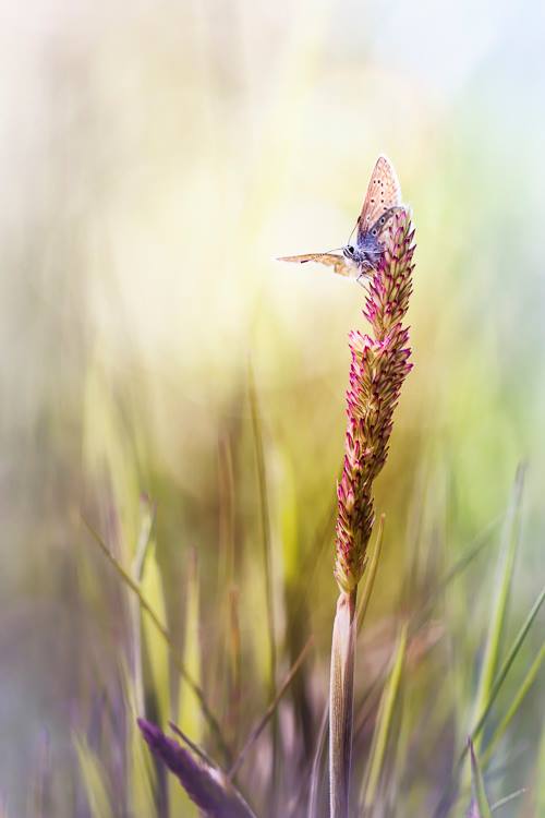 Makrofotografie-schmetterling